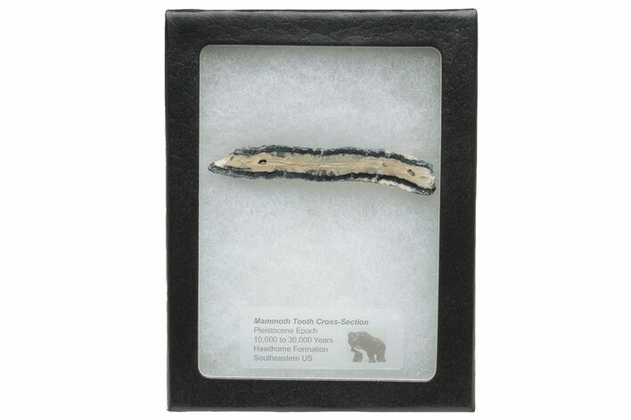 Mammoth Molar Slice with Case - South Carolina #230955